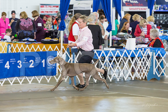 Weim Thurs Specialty Bitch BBE-MJJL0071-HR3