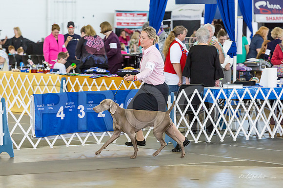 Weim Thurs Specialty Bitch BBE-MJJL0072-HR3