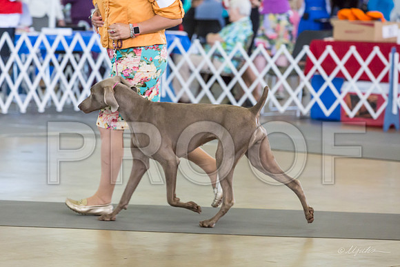 Weim Thurs Specialty Bitch BBE-MJJL0106-HR3