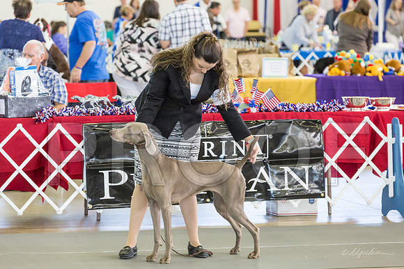 Weim Thurs Specialty Bitch Open-MJJL0130-HR3