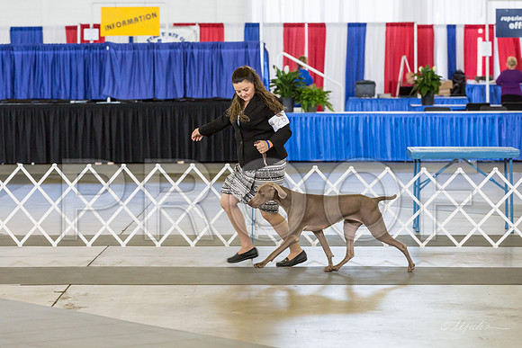 Weim Thurs Specialty Bitch Open-MJJL0149-HR3