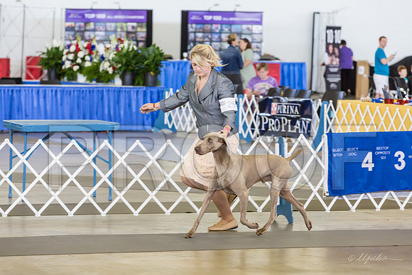 Weim Thurs Specialty Dog Open-MJJL9907-HR3