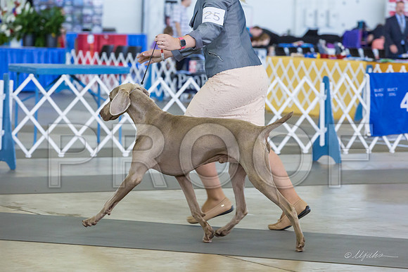 Weim Thurs Specialty Dog Open-MJJL9932-HR3