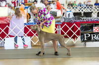 Weim Thurs Specialty Dogs 12-18
