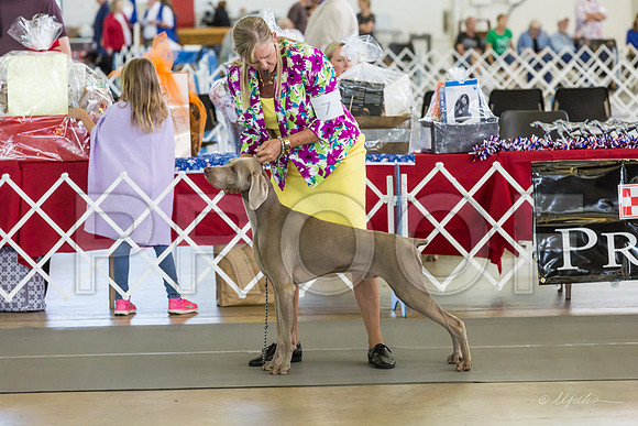 Weim Thurs Specialty Dogs 12-18-MJJL9787-HR3