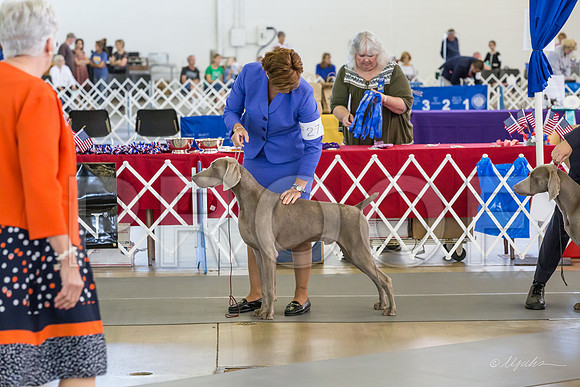 Weim Thurs Specialty Dogs 12-18-MJJL9790-HR3