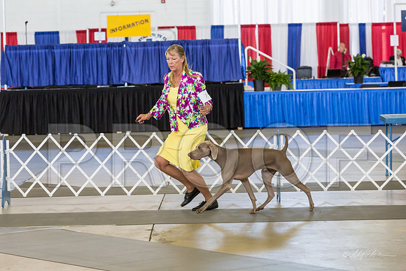 Weim Thurs Specialty Dogs 12-18-MJJL9792-HR3