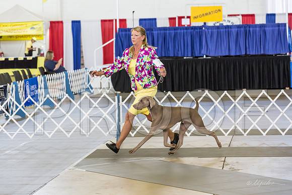 Weim Thurs Specialty Dogs 12-18-MJJL9795-HR3