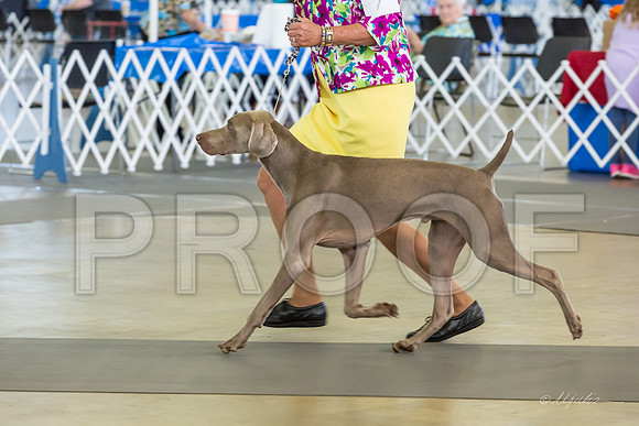Weim Thurs Specialty Dogs 12-18-MJJL9812-HR3