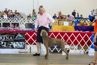 Weim Thurs Specialty Dogs BBE
