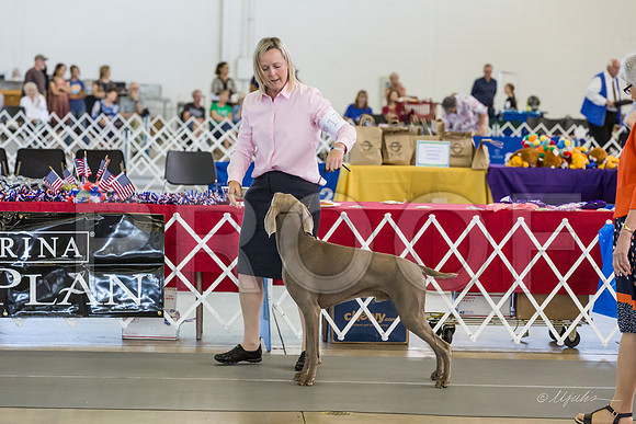 Weim Thurs Specialty Dogs BBE-MJJL9874-HR3