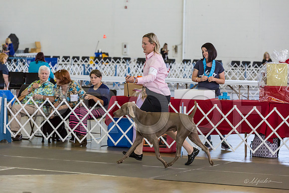 Weim Thurs Specialty Dogs BBE-MJJL9875-HR3