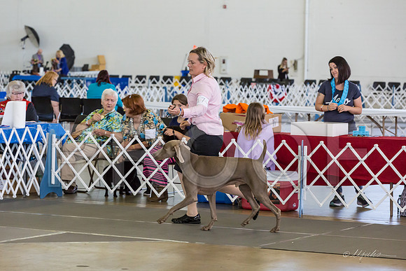 Weim Thurs Specialty Dogs BBE-MJJL9876-HR3