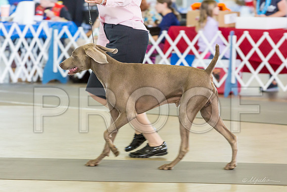 Weim Thurs Specialty Dogs BBE-MJJL9889-HR3