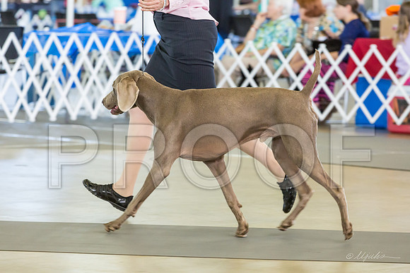Weim Thurs Specialty Dogs BBE-MJJL9890-HR3