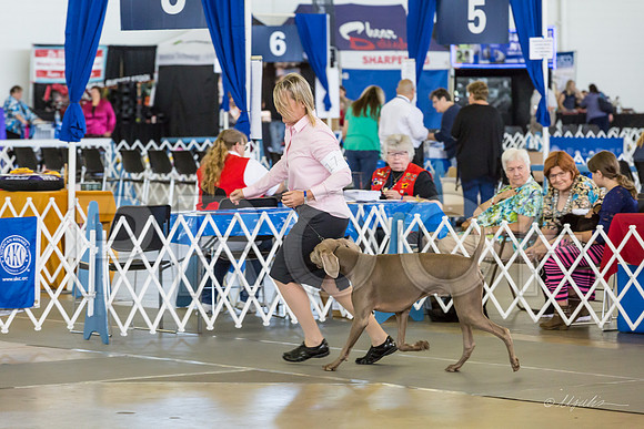 Weim Thurs Specialty Dogs BBE-MJJL9894-HR3