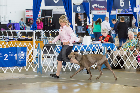 Weim Thurs Specialty Dogs BBE-MJJL9895-HR3