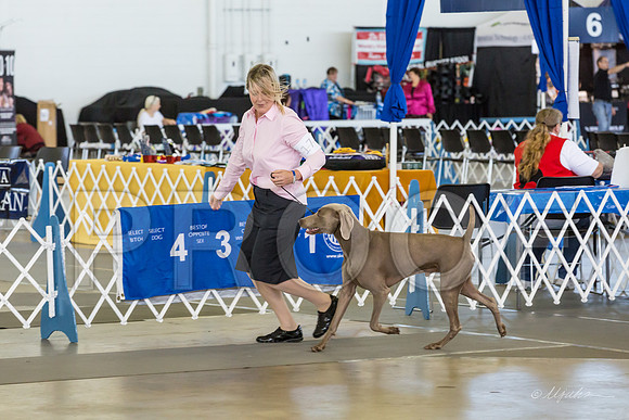 Weim Thurs Specialty Dogs BBE-MJJL9898-HR3