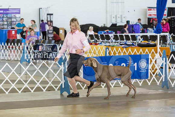 Weim Thurs Specialty Dogs BBE-MJJL9900-HR3