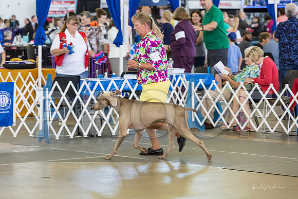 Weim Thurs Specialty Vet Dogs-MJJL0277-HR3