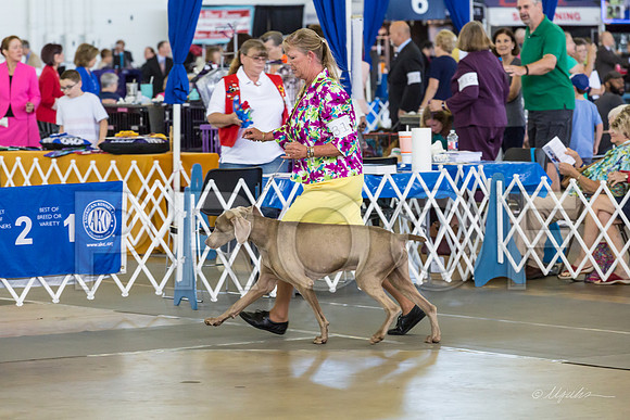Weim Thurs Specialty Vet Dogs-MJJL0278-HR3