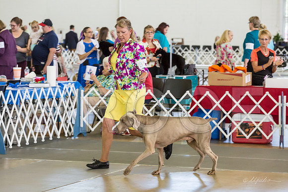 Weim Thurs Specialty Vet Dogs-MJJL0295-HR3