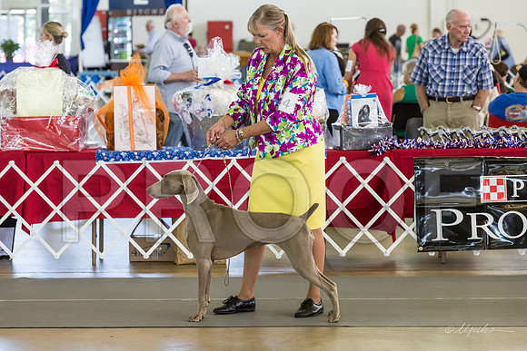 Weim Thurs Specialty Winners Bitch-MJJL0250-HR3