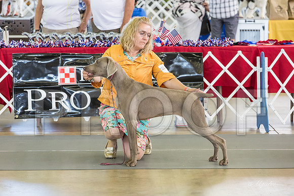 Weim Thurs Specialty Winners Bitch-MJJL0251-HR3