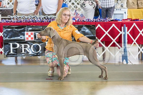 Weim Thurs Specialty Winners Bitch-MJJL0252-HR3