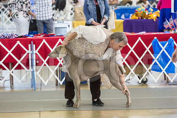 Weim Thurs Specialty Winners Bitch-MJJL0254-HR3