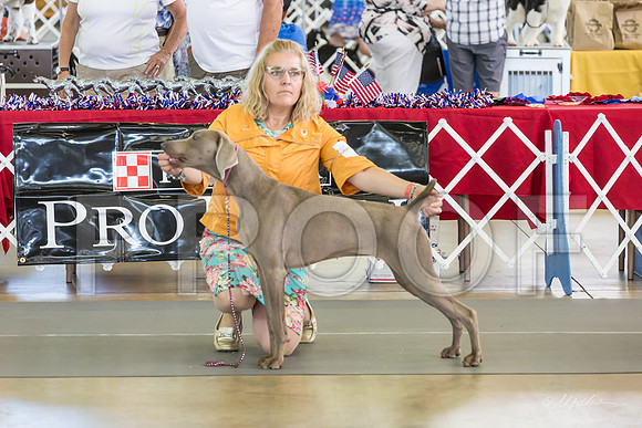 Weim Thurs Specialty Winners Bitch-MJJL0253-HR3
