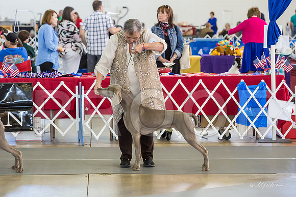 Weim Thurs Specialty Winners Bitch-MJJL0256-HR3