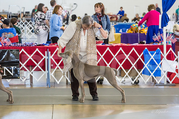 Weim Thurs Specialty Winners Bitch-MJJL0257-HR3