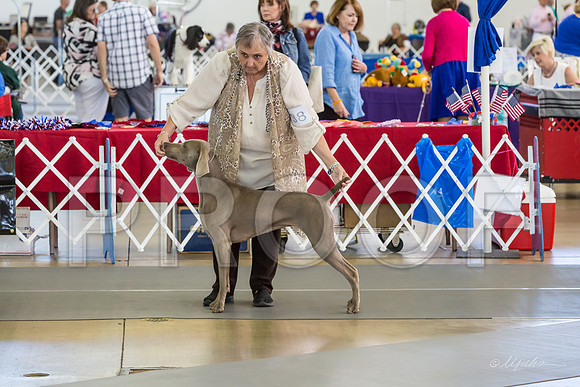 Weim Thurs Specialty Winners Bitch-MJJL0259-HR3