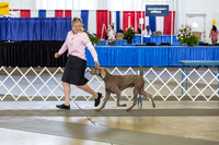 Weim Thurs Specialty Winners Dog
