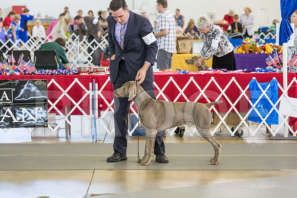 Weim Thurs Specialty Winners Dog-MJJL9987-HR3