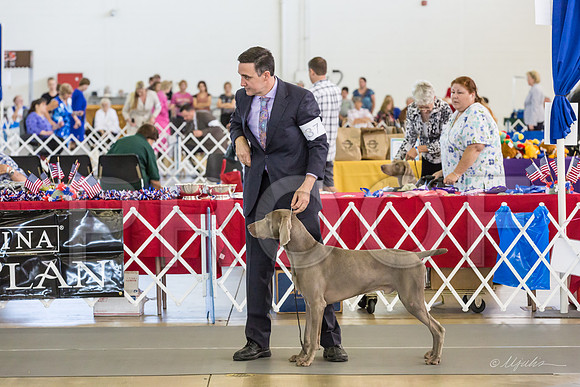 Weim Thurs Specialty Winners Dog-MJJL9988-HR3