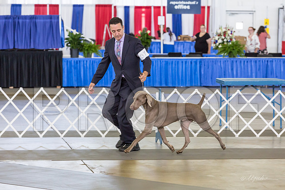 Weim Thurs Specialty Winners Dog-MJJL9995-HR3