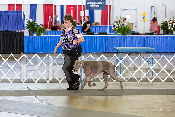 Weim Thurs Specialty Winners Dog-MJJL9998-HR3