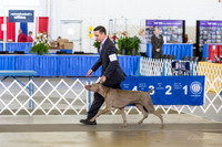 Weim Thurs Sweeps Best in Sweeps