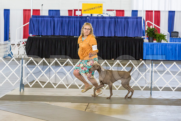 Weim Thurs Sweeps Best in Sweeps-MJJL9762-HR3
