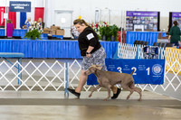 Weim Thurs Sweeps Bitch 12-18