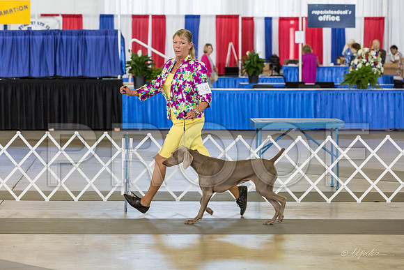 Weim Thurs Sweeps Bitch 12-18-MJJL9651-HR3