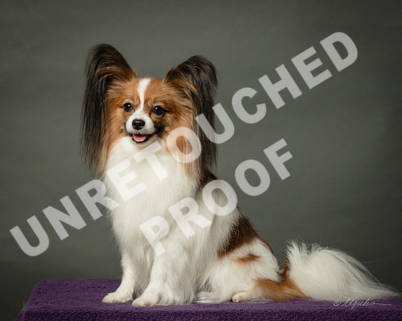 Papillon Pat Welzenbach-SSR_1414-HR3
