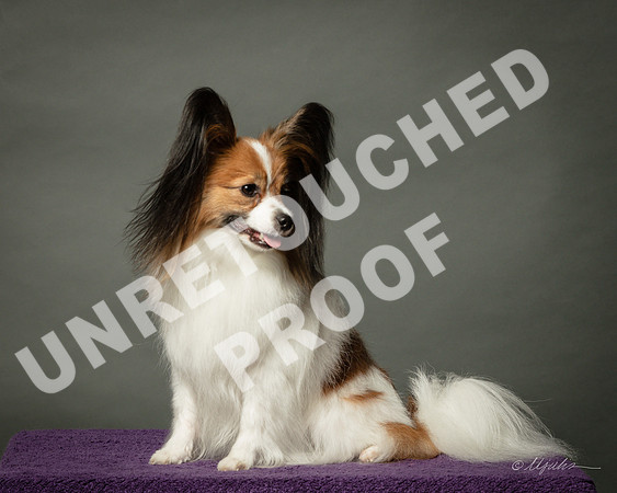 Papillon Pat Welzenbach-SSR_1420-HR3