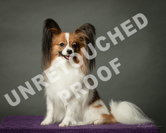 Papillon Pat Welzenbach-SSR_1419-HR3