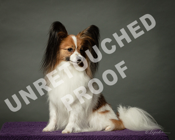 Papillon Pat Welzenbach-SSR_1424-HR3