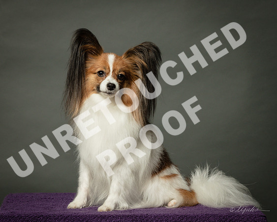 Papillon Pat Welzenbach-SSR_1426-HR3