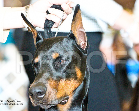 Dobe-3470-1