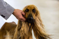 Hound Group Fri